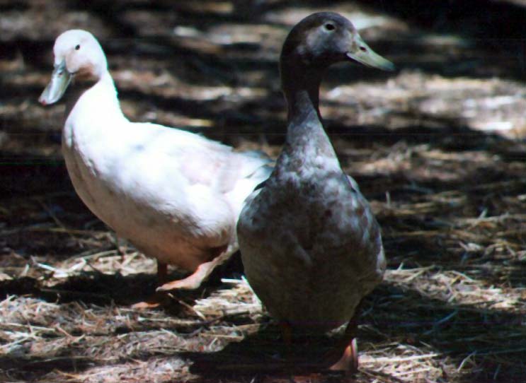 Female Mixed Breed Ducks