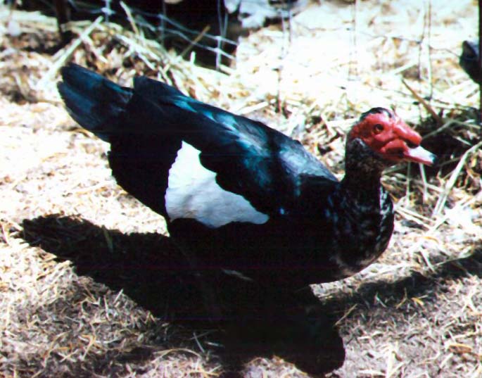 Male Muscovy