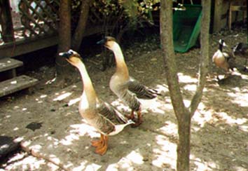 African Geese