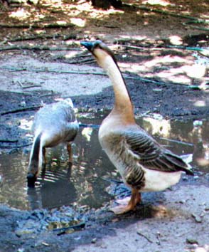 African Geese