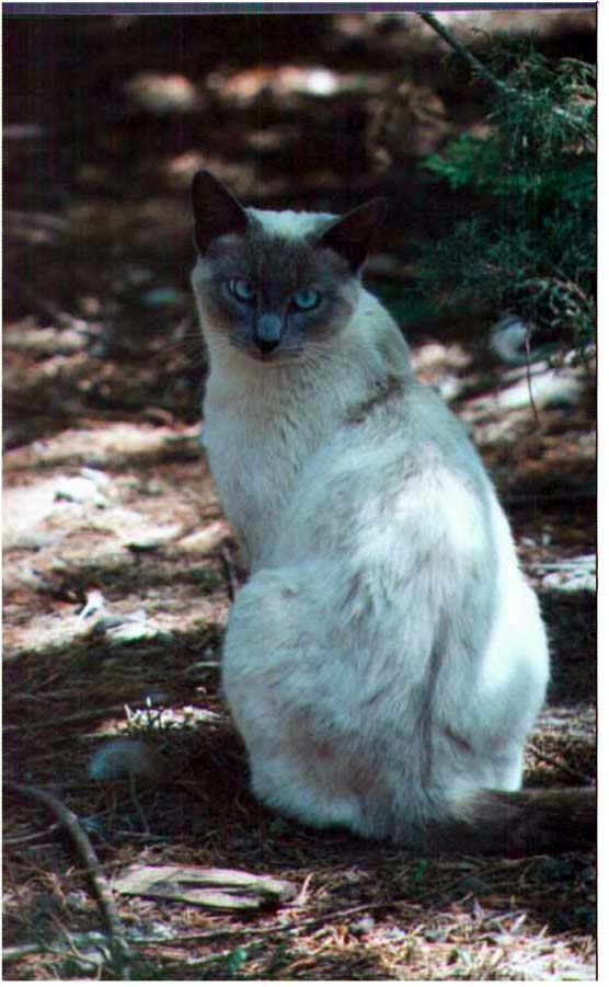 Siamese cat