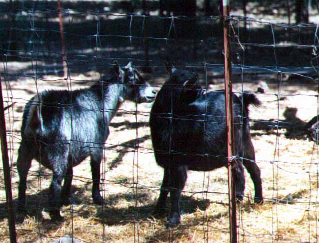 Male Pygmy Goats