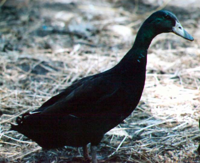 Male Indian Runner Mix Duck