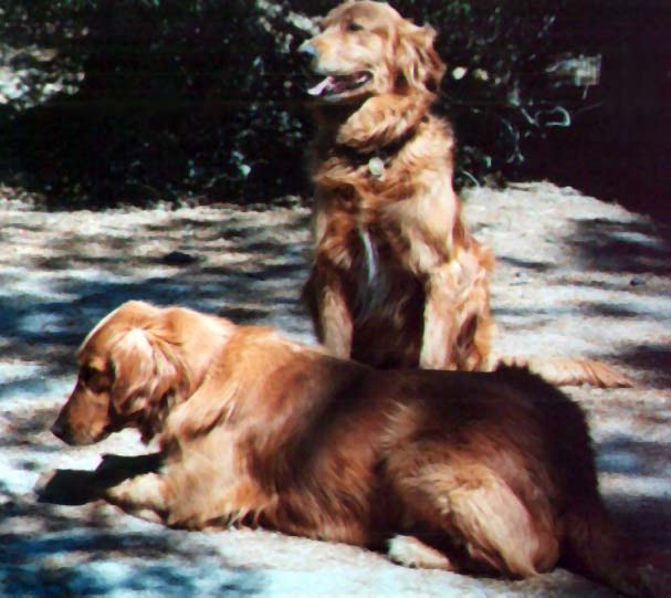 Two Golden Retrievers