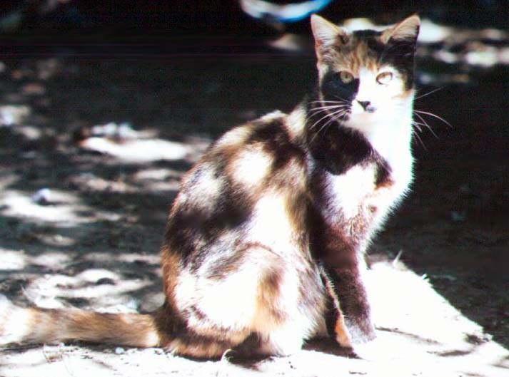 Calico Cat