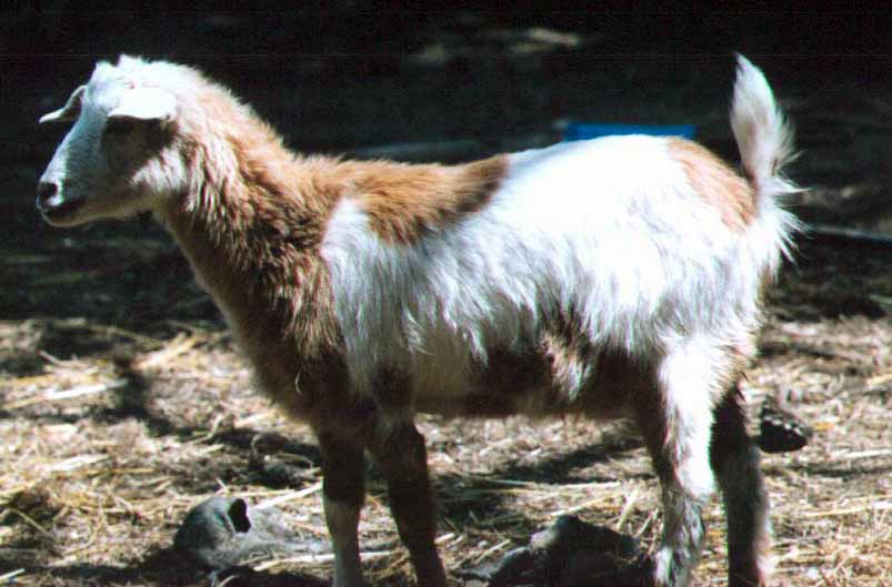 Female Goat