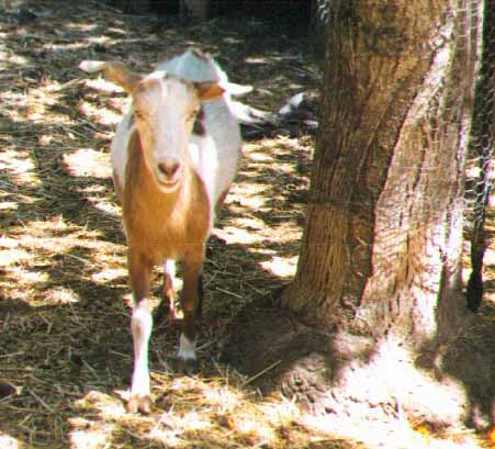 Female Goat