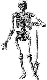 skeleton