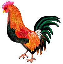 rooster