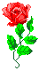 red rose