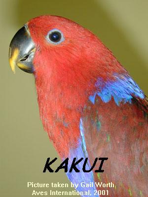 Kakui, female Solomon Island Eclectus