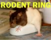 Rodent Ring