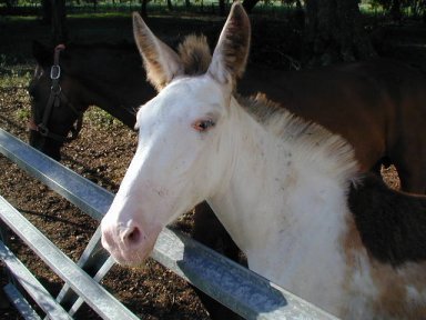 Gloria standing at the gate