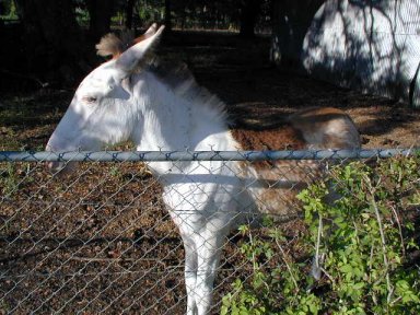 Picture of Gloria standing at the fence