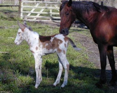 Picture of Gloria and Lady