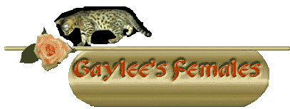 Gaylee Bengals - breeding females (Queens)