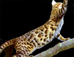 brown rosetted and glittered bengal Gaylee  Ebony