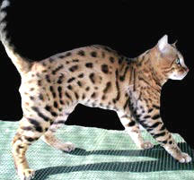 Bengal black rosetted male Galileo