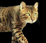 Bengal stud cat Ringoe