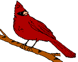 OLD traditional cardinal