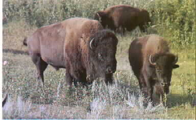 buffalo