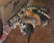 tiger~kittens