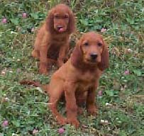 our Irish Setter puppies for sale