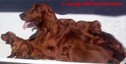 Picture of Irish Setter puppies for sale.