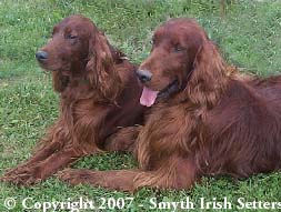 Irish Setter Dam & Sir parents of our Irish Setter puppies for
Sale