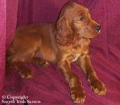 Irish Setter puppy for sale