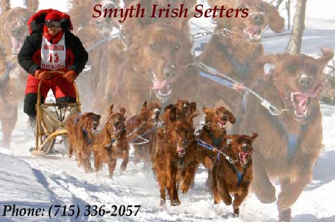 Irish Setter puppies for sale from our Wisconsin Kennel