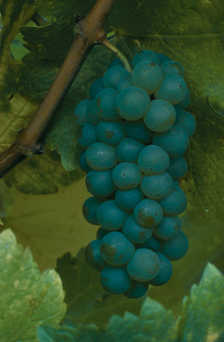 Grapes