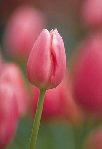 Tulip