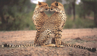 cheetahmirror.gif (73292 bytes)