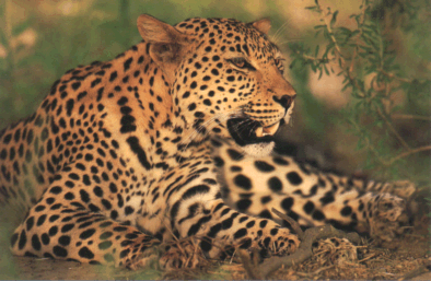 leopard.gif (88607 bytes)