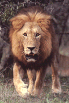 lion.gif (66022 bytes)