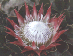 protea.gif (33232 bytes)