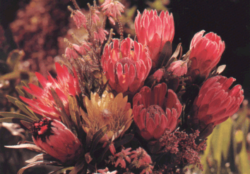 proteas.gif (72130 bytes)