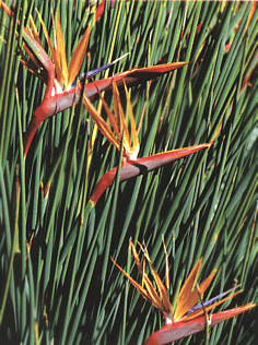 strelitzia.gif (78106 bytes)