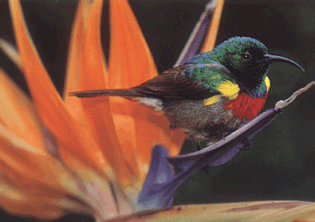 sunbird.gif (42753 bytes)