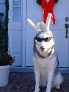 Ketah, the Cool Christmas Reindeer