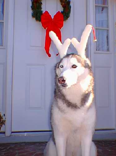 Ketah, the Christmas Reindeer