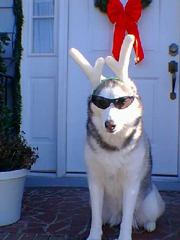 Ketah, the Cool Christmas Reindeer