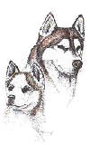 Picture of huskies.