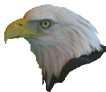 Eagle head