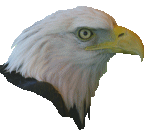 Eagle head