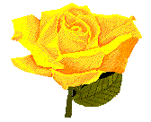 yellow rose