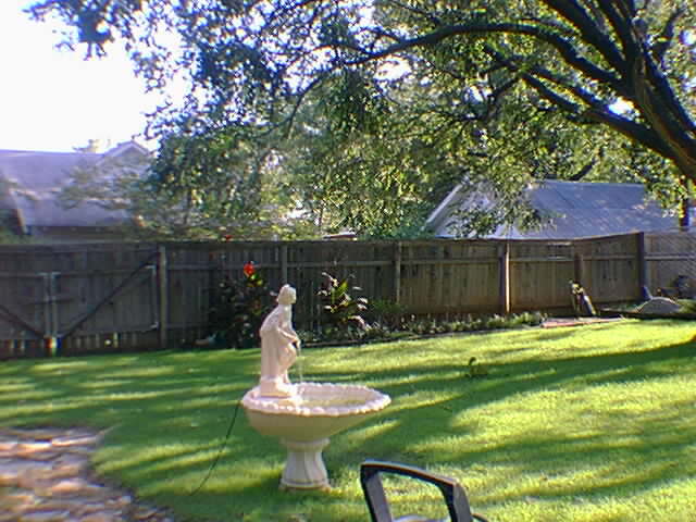 The Back Yard