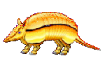 armadillo