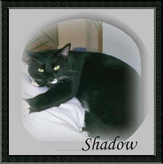 Shadow Cat